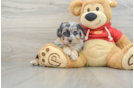 Smart Mini Aussiedoodle Poodle Mix Pup