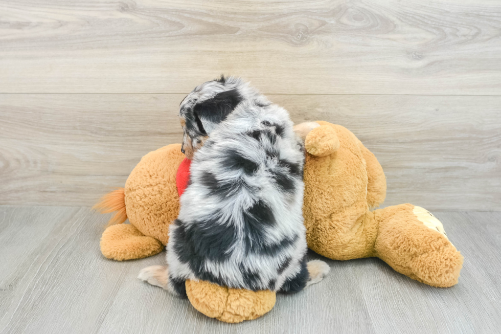 Sweet Mini Aussiedoodle Baby