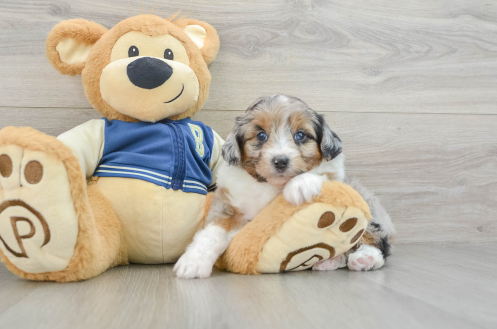 5 week old Mini Aussiedoodle Puppy For Sale - Windy City Pups