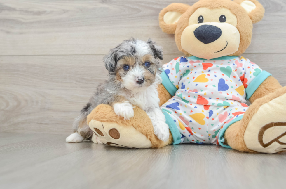 5 week old Mini Aussiedoodle Puppy For Sale - Windy City Pups