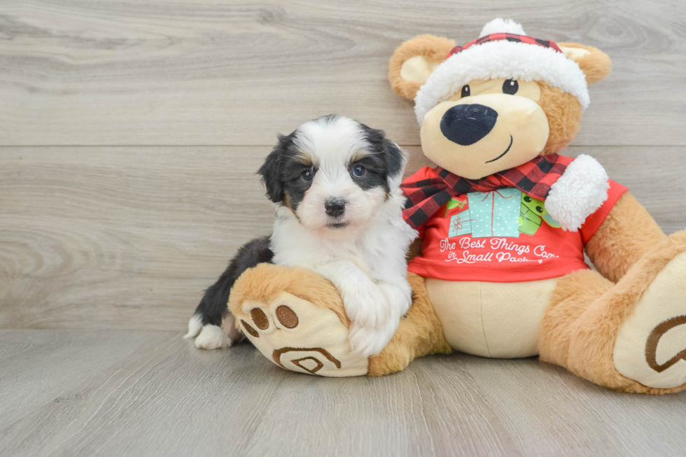 Mini Aussiedoodle Puppy for Adoption