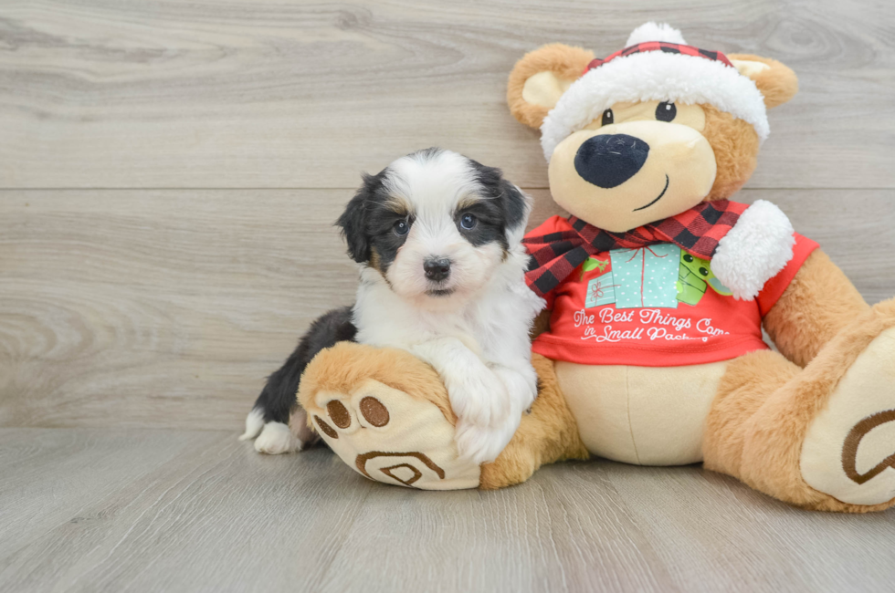 6 week old Mini Aussiedoodle Puppy For Sale - Windy City Pups