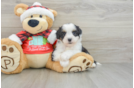 Happy Mini Aussiedoodle Baby