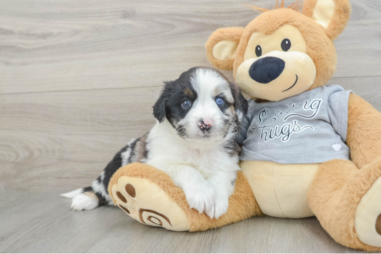 Mini Aussiedoodle Pup Being Cute