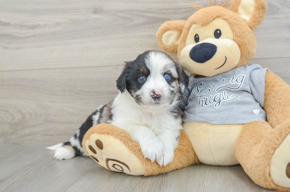 7 week old Mini Aussiedoodle Puppy For Sale - Windy City Pups