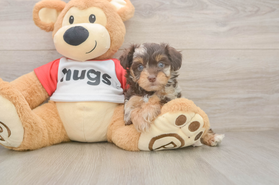 5 week old Mini Aussiedoodle Puppy For Sale - Windy City Pups
