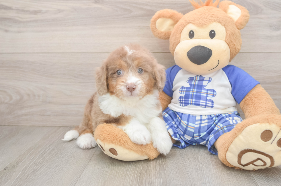 7 week old Mini Aussiedoodle Puppy For Sale - Windy City Pups
