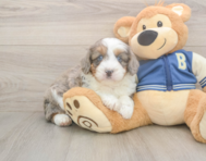 8 week old Mini Aussiedoodle Puppy For Sale - Windy City Pups