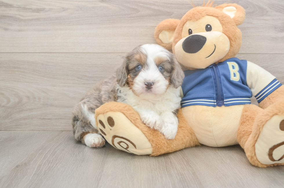 5 week old Mini Aussiedoodle Puppy For Sale - Windy City Pups