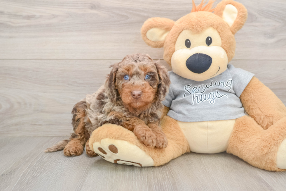 Friendly Mini Aussiedoodle Baby