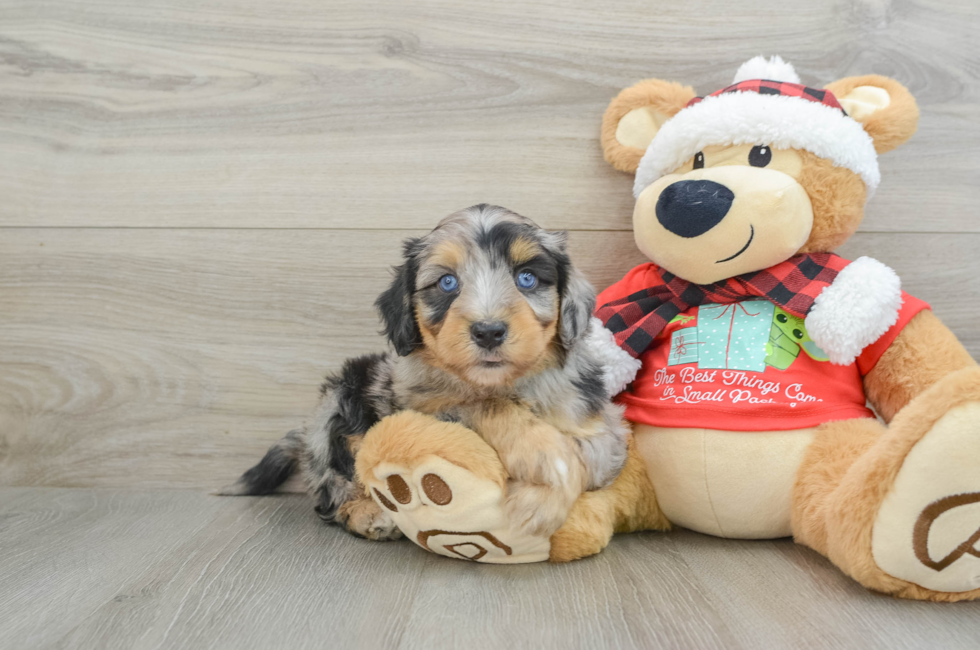 6 week old Mini Aussiedoodle Puppy For Sale - Windy City Pups