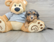 8 week old Mini Aussiedoodle Puppy For Sale - Windy City Pups