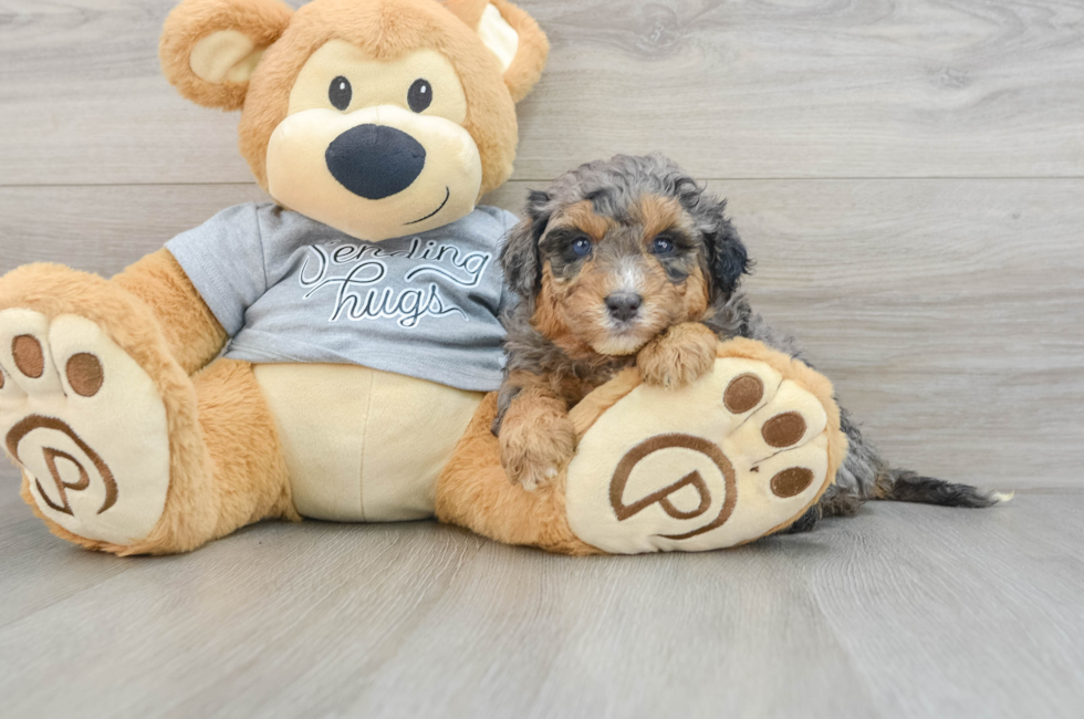 5 week old Mini Aussiedoodle Puppy For Sale - Windy City Pups