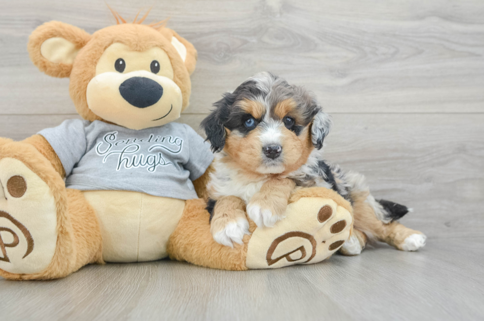 7 week old Mini Aussiedoodle Puppy For Sale - Windy City Pups