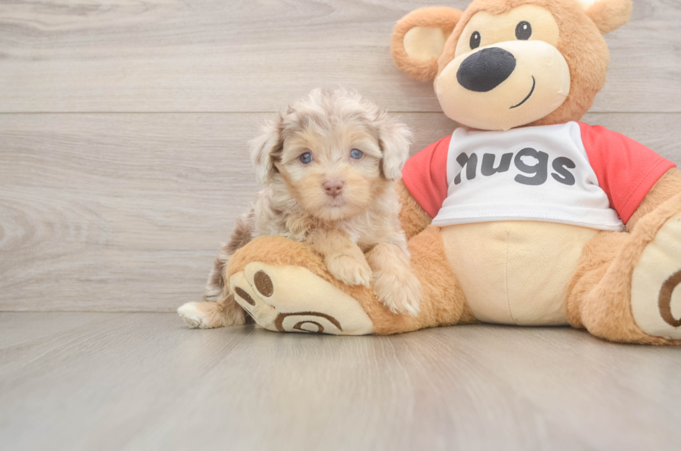 5 week old Mini Aussiedoodle Puppy For Sale - Windy City Pups