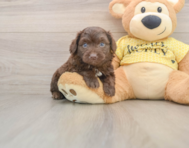 5 week old Mini Aussiedoodle Puppy For Sale - Windy City Pups