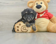 7 week old Mini Aussiedoodle Puppy For Sale - Windy City Pups