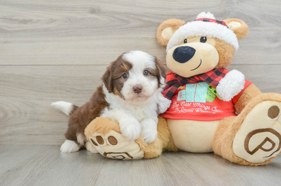 6 week old Mini Aussiedoodle Puppy For Sale - Windy City Pups