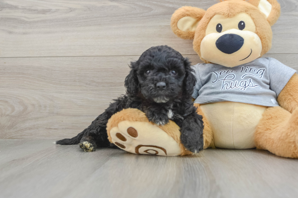 5 week old Mini Aussiedoodle Puppy For Sale - Windy City Pups