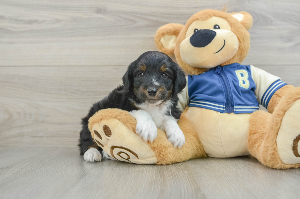 5 week old Mini Aussiedoodle Puppy For Sale - Windy City Pups