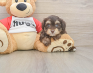 8 week old Mini Aussiedoodle Puppy For Sale - Windy City Pups