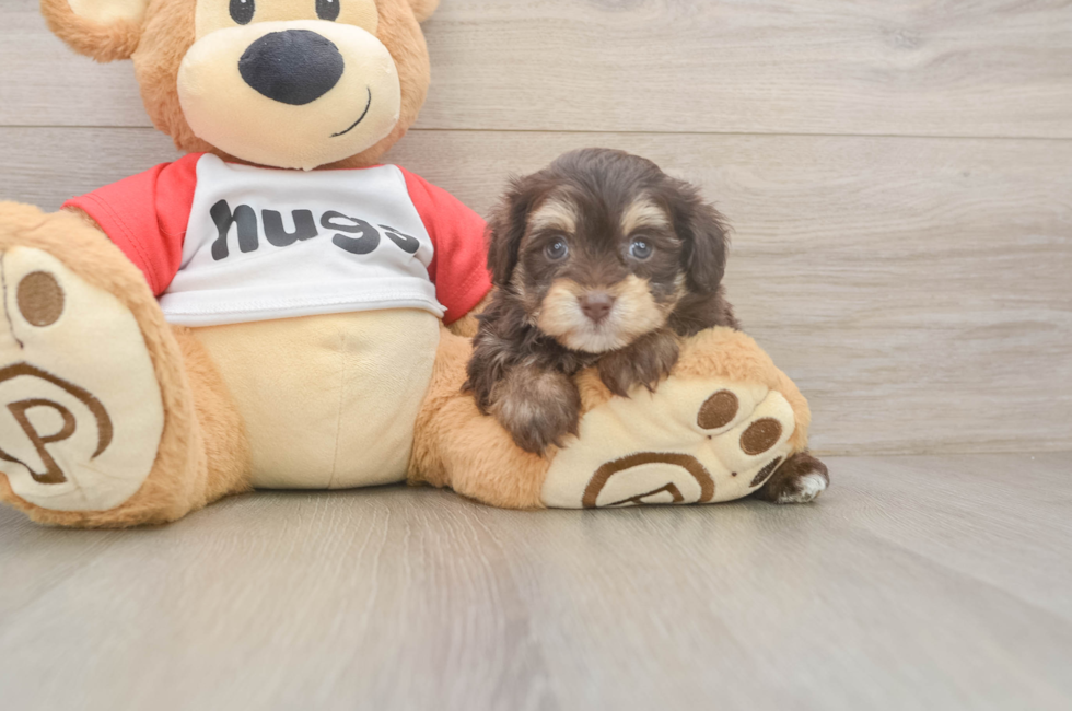 5 week old Mini Aussiedoodle Puppy For Sale - Windy City Pups