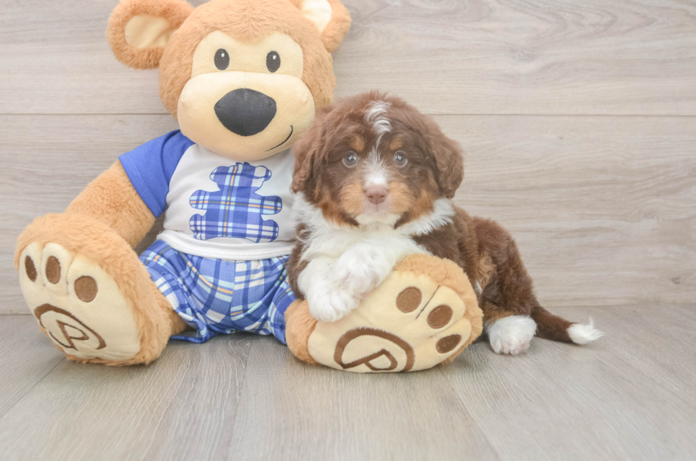 7 week old Mini Aussiedoodle Puppy For Sale - Windy City Pups