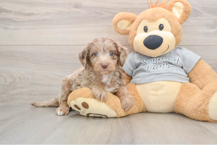 Hypoallergenic Aussiepoo Poodle Mix Puppy