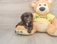 5 week old Mini Aussiedoodle Puppy For Sale - Windy City Pups