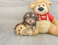 7 week old Mini Aussiedoodle Puppy For Sale - Windy City Pups