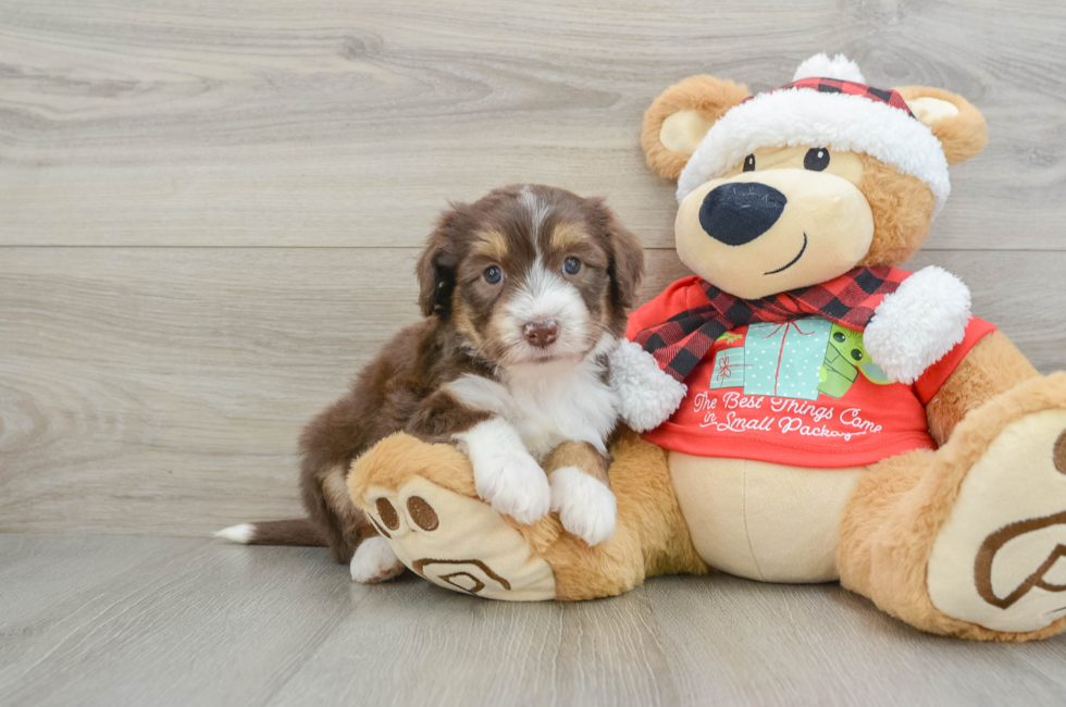 6 week old Mini Aussiedoodle Puppy For Sale - Windy City Pups