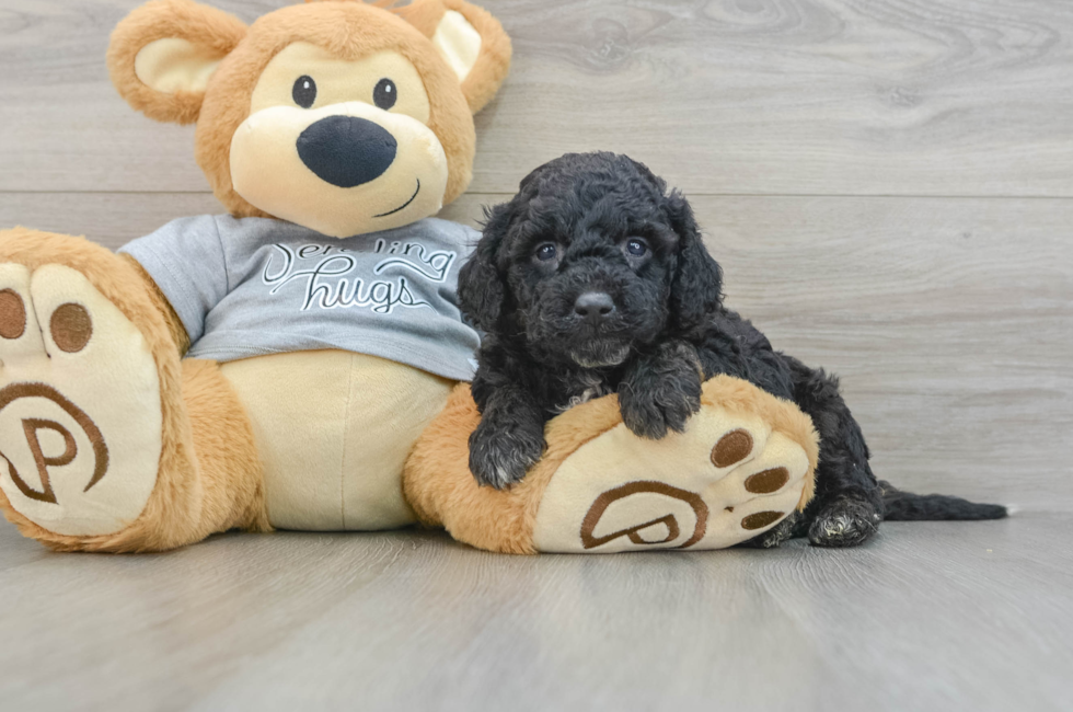 5 week old Mini Aussiedoodle Puppy For Sale - Windy City Pups