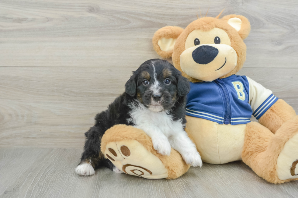 5 week old Mini Aussiedoodle Puppy For Sale - Windy City Pups