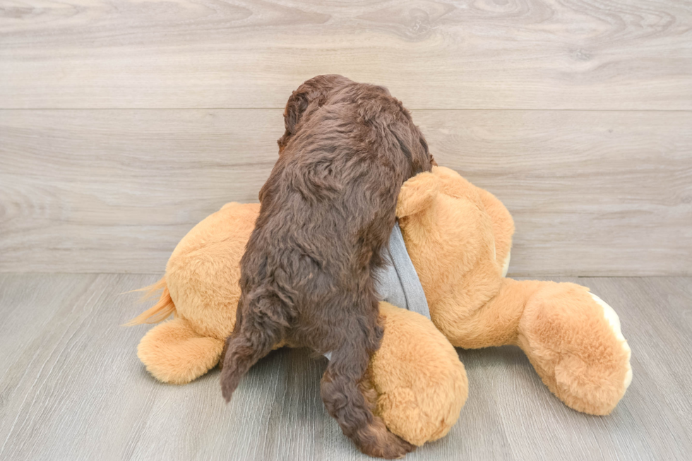 Adorable Mini Australian Shepherd X Poodle Mix Poodle Mix Puppy