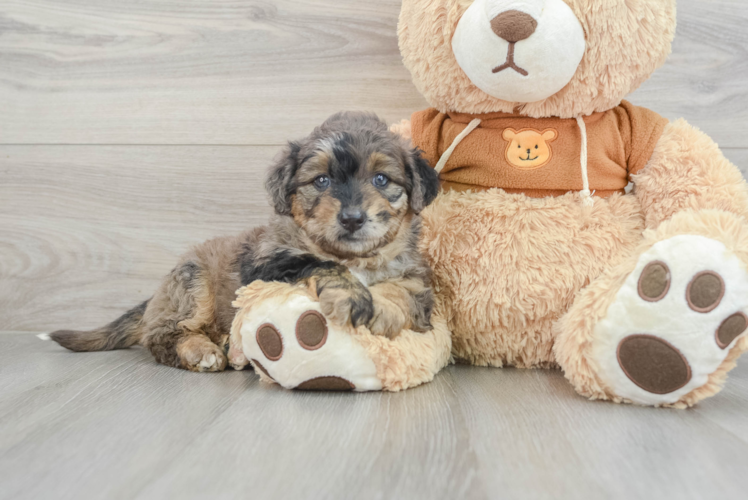 Best Mini Aussiedoodle Baby