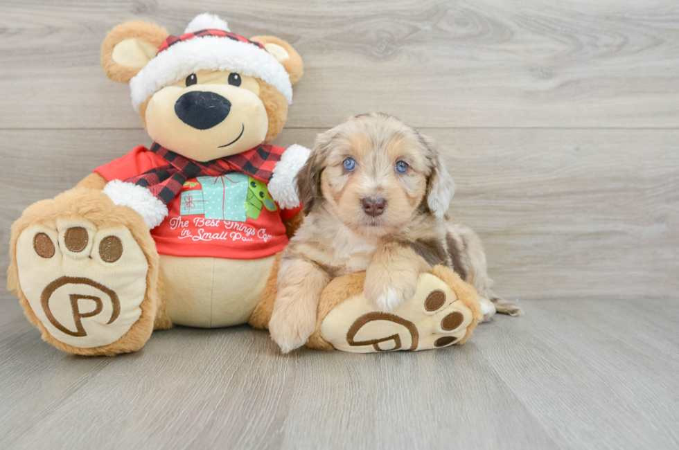 6 week old Mini Aussiedoodle Puppy For Sale - Windy City Pups