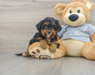 8 week old Mini Aussiedoodle Puppy For Sale - Windy City Pups