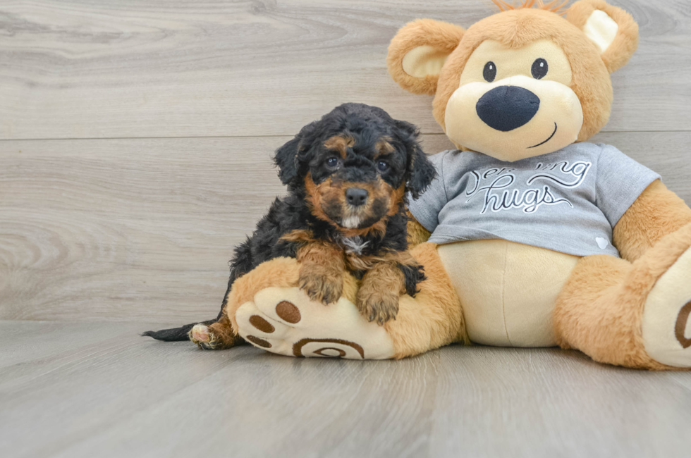 5 week old Mini Aussiedoodle Puppy For Sale - Windy City Pups