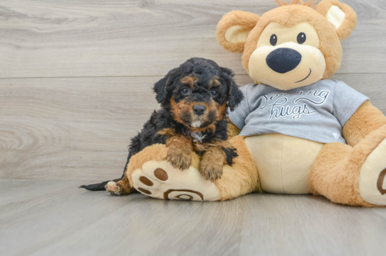 Mini Aussiedoodle Pup Being Cute