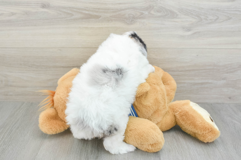 Funny Mini Aussiedoodle Poodle Mix Pup