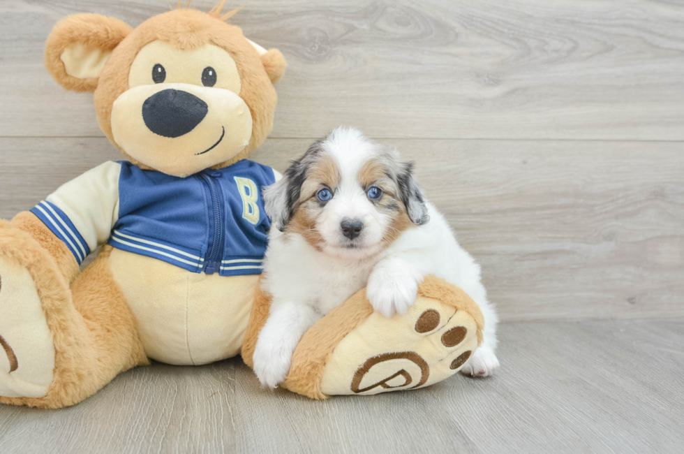 5 week old Mini Aussiedoodle Puppy For Sale - Windy City Pups