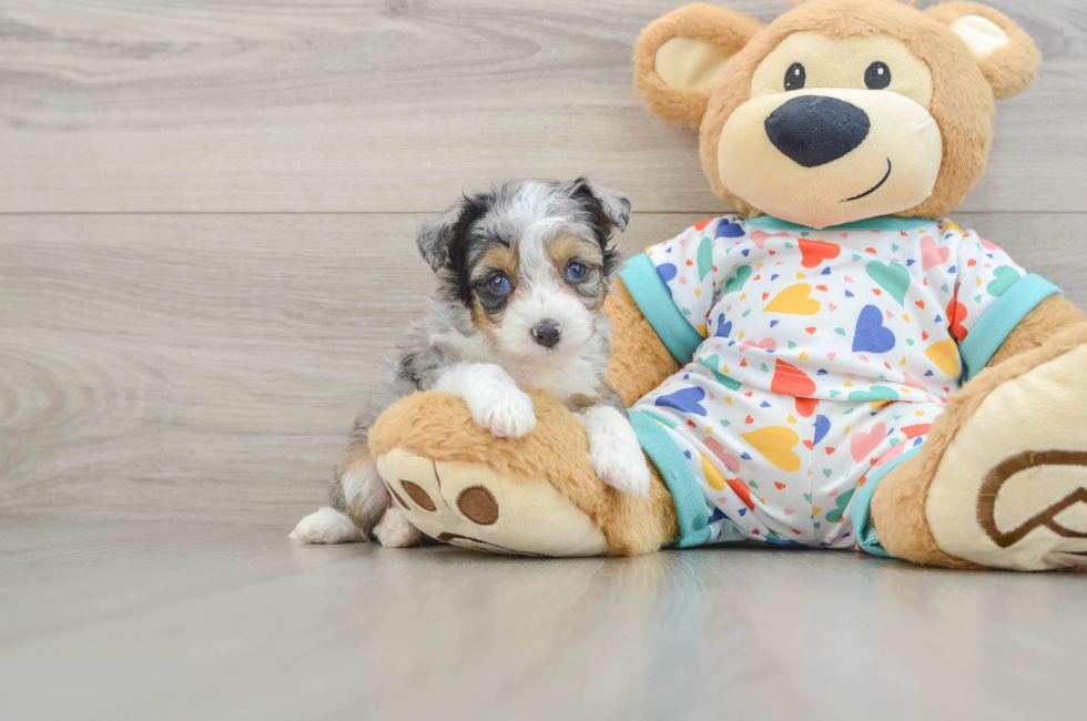 5 week old Mini Aussiedoodle Puppy For Sale - Windy City Pups
