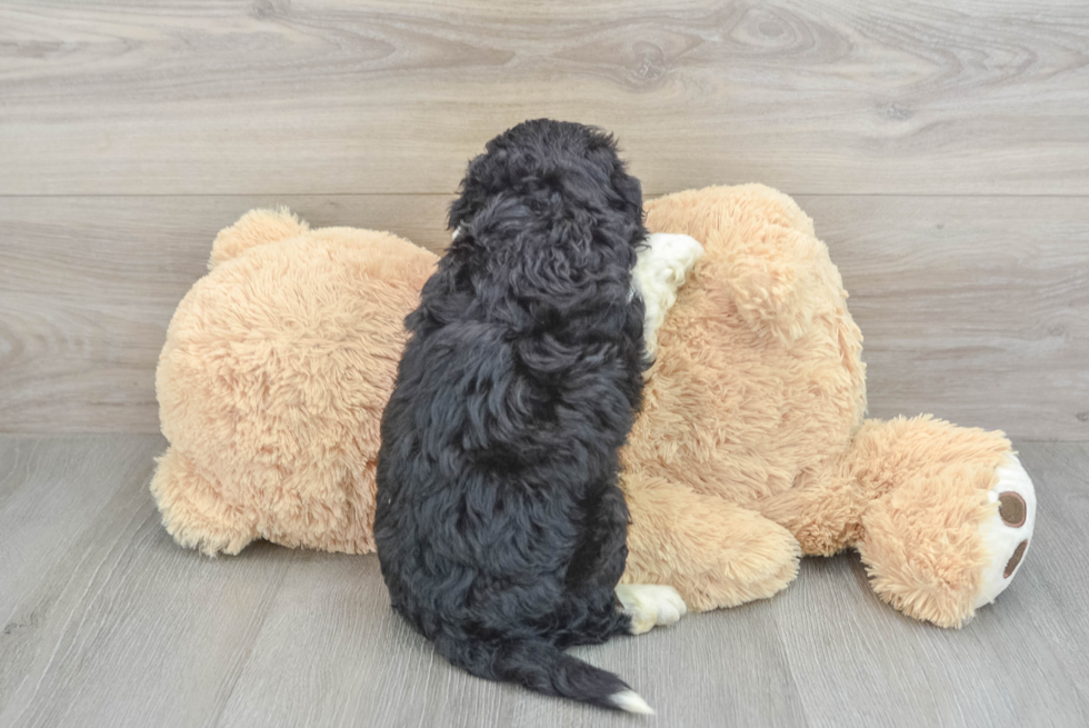 Smart Mini Aussiedoodle Poodle Mix Pup