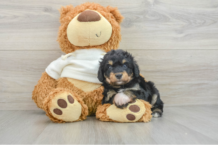 Small Mini Aussiedoodle Baby