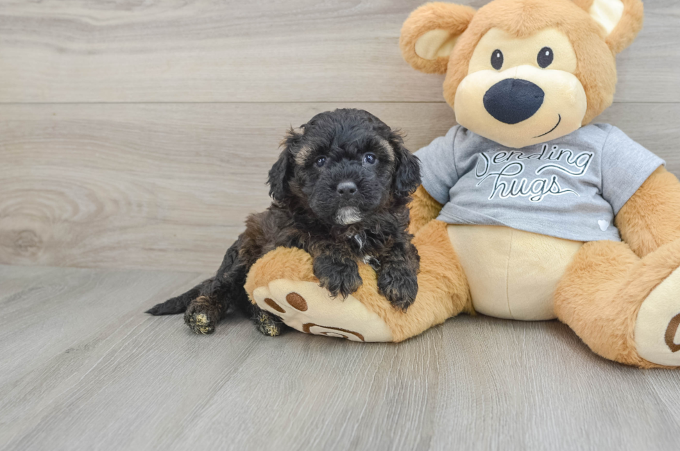 5 week old Mini Aussiedoodle Puppy For Sale - Windy City Pups