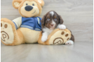 Petite Mini Aussiedoodle Poodle Mix Pup