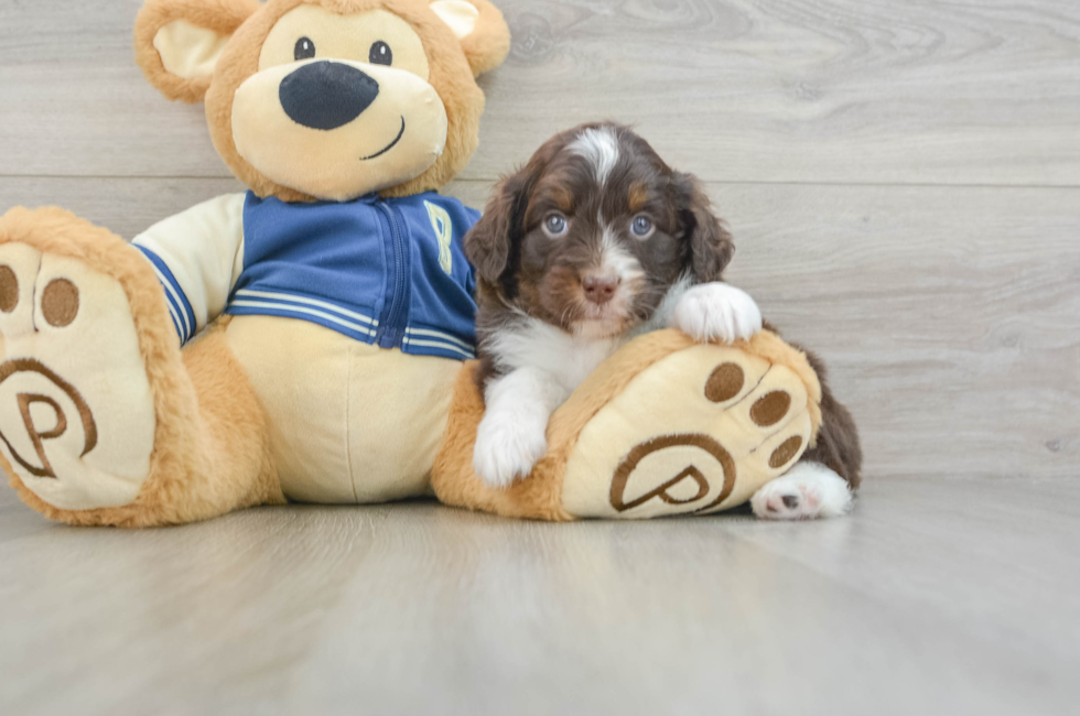 5 week old Mini Aussiedoodle Puppy For Sale - Windy City Pups