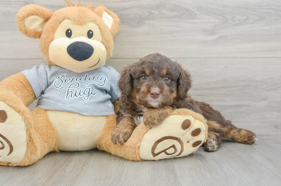 7 week old Mini Aussiedoodle Puppy For Sale - Windy City Pups