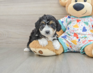 7 week old Mini Aussiedoodle Puppy For Sale - Windy City Pups