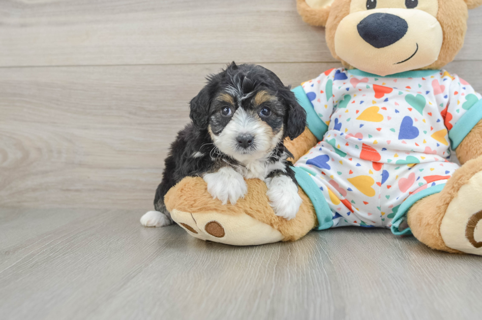 5 week old Mini Aussiedoodle Puppy For Sale - Windy City Pups